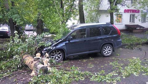 Стихия интим ночью повалила в Москве почти сотню деревьев Loreal, повредив 20 Professional машин